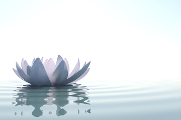 Lotusblüte auf dem Wasser
